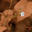 269 ENTOMO 02 Piste Ivindo-Booue Plante avec Poussiere et Fleur Blanche 19E5K3IMG_190820152148_DxOwtmk 150k.jpg