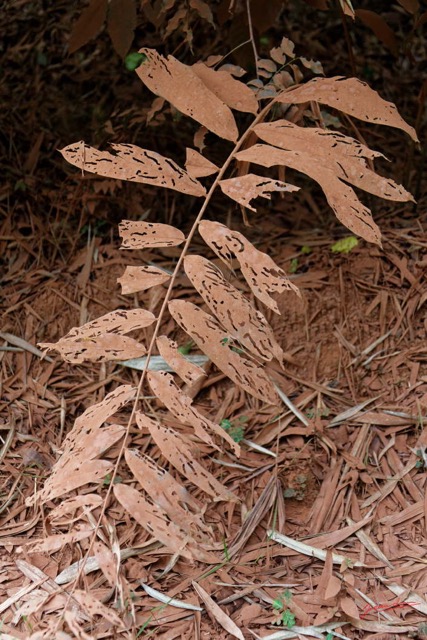 272 ENTOMO 02 Piste Ivindo-Booue Vegetation et Poussiere sur Feuilles Decoupees 19E5K3IMG_190820152151_DxOwtmk 150k.jpg