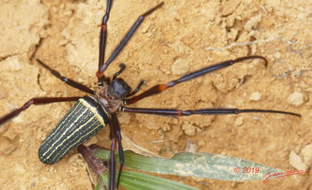 004 ENTOMO 01 Mikongo Arthropoda 015 Arachnida Araneae Nephilidae Nephila sp F 19E80DIMG_190804142246_DxO-1wtmk 150k.jpg