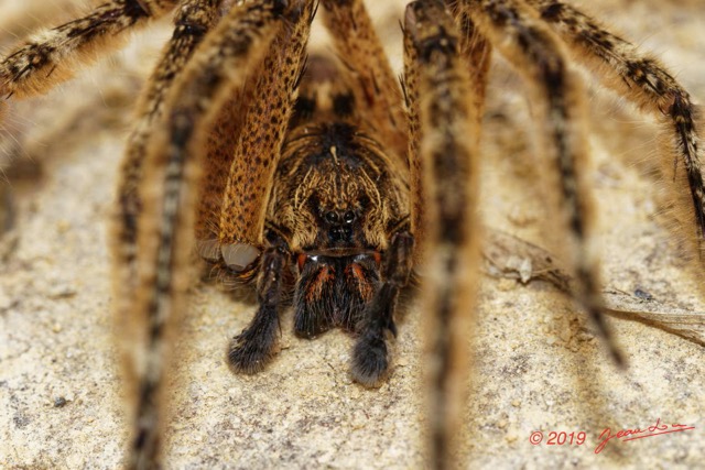 007 ENTOMO 01 Mikongo Arthropoda 016 Arachnida Araneae Ctenidae Non Identifiee 19E80DIMG_190806142685_DxOwtmk 150k.jpg