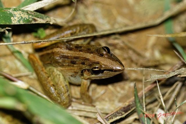 031 ENTOMO 01 Mikongo Chordata 005 Amphibia Anura Ptychadenidae Ptychadena sp 19E80DIMG_190805142551_DxOwtmk 150k.jpg