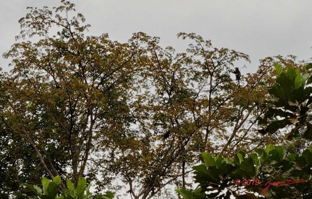 032 ENTOMO 01 Piste Biboulou-Mikongo Mammalia 021 Primates Cercopithecidae Cercopithecus nictitans 19E5K3IMG_190728151161_DxOwtmk 150k.jpg