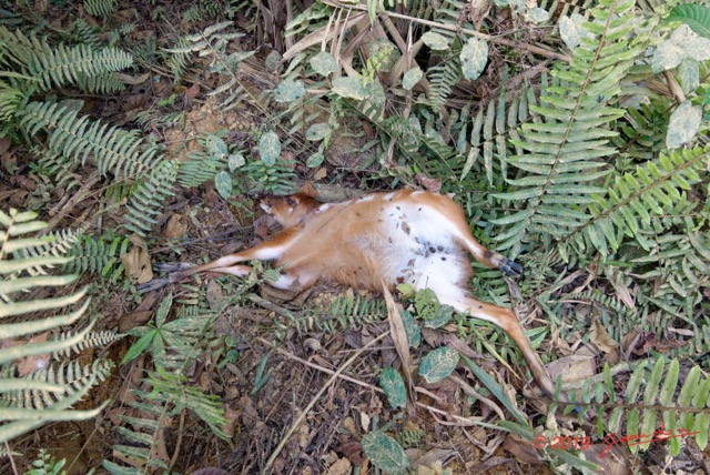 033 ENTOMO 01 Mikongo Mammalia 022 Artiodactyla Tragulidae Chevrotain Aquatique Hyemoschus aquaticus 19RX106RecDSC_19080101000338_DxOwtmk 150k.jpg