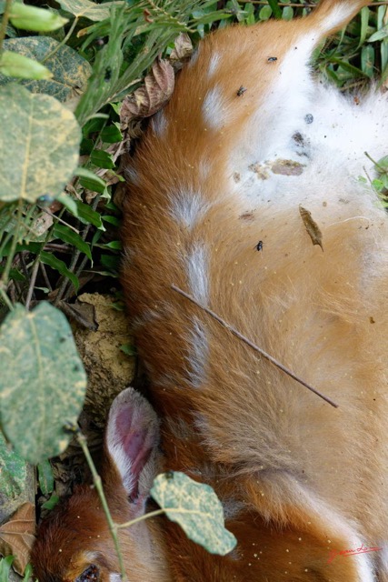 034 ENTOMO 01 Mikongo Mammalia 022 Artiodactyla Tragulidae Chevrotain Aquatique Hyemoschus aquaticus 19RX106RecDSC_19080101000339_DxOwtmk 150k.jpg