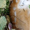 034 ENTOMO 01 Mikongo Mammalia 022 Artiodactyla Tragulidae Chevrotain Aquatique Hyemoschus aquaticus 19RX106RecDSC_19080101000339_DxOwtmk 150k.jpg