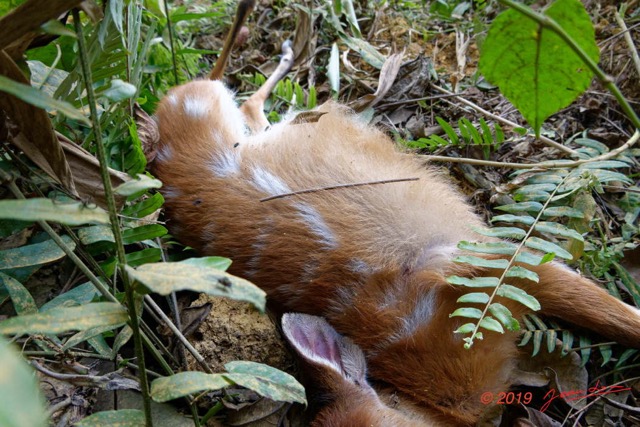 037 ENTOMO 01 Mikongo Mammalia 022 Artiodactyla Tragulidae Chevrotain Aquatique Hyemoschus aquaticus 19RX106RecDSC_19080101000342_DxOwtmk 150k.jpg