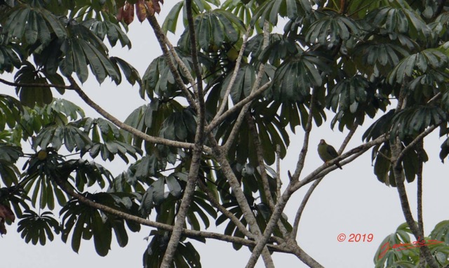 041 ENTOMO 01 Mikongo Oiseau 019 Aves Colombiformes Columbidae Colombar a Front Nu Treron calvus 19E5K3IMG_190801151291_DxOwtmk 150k.jpg