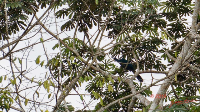 043 ENTOMO 01 Mikongo Oiseau 021 Aves Musophagiformes Musophagidae Touraco Geant Corythaeola cristata 19E5K3IMG_190809151421_DxOwtmk 150k.jpg