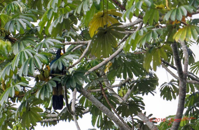 044 ENTOMO 01 Mikongo Oiseau 021 Aves Musophagiformes Musophagidae Touraco Geant Corythaeola cristata 19E5K3IMG_190809151430_DxOwtmk 150k.jpg