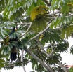 044 ENTOMO 01 Mikongo Oiseau 021 Aves Musophagiformes Musophagidae Touraco Geant Corythaeola cristata 19E5K3IMG_190809151430_DxOwtmk 150k.jpg