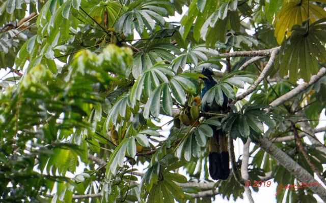 045 ENTOMO 01 Mikongo Oiseau 021 Aves Musophagiformes Musophagidae Touraco Geant Corythaeola cristata 19E5K3IMG_190809151433_DxOwtmk 150k.jpg