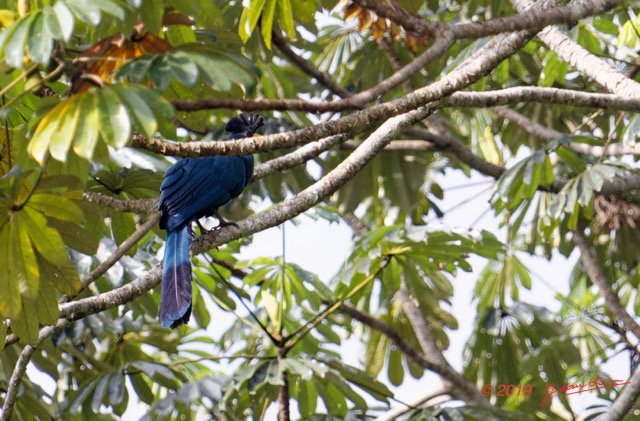 046 ENTOMO 01 Mikongo Oiseau 021 Aves Musophagiformes Musophagidae Touraco Geant Corythaeola cristata 19E5K3IMG_190809151438_DxOwtmk 150k.jpg