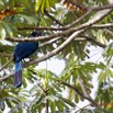 046 ENTOMO 01 Mikongo Oiseau 021 Aves Musophagiformes Musophagidae Touraco Geant Corythaeola cristata 19E5K3IMG_190809151438_DxOwtmk 150k.jpg