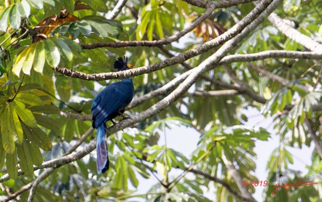 047 ENTOMO 01 Mikongo Oiseau 021 Aves Musophagiformes Musophagidae Touraco Geant Corythaeola cristata 19E5K3IMG_190809151440_DxOwtmk 150k.jpg