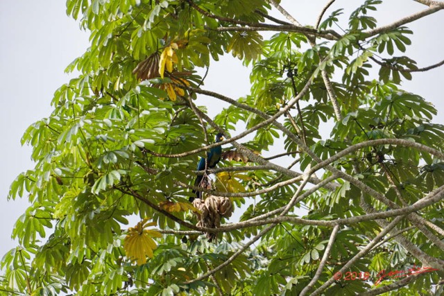 049 ENTOMO 01 Mikongo Oiseau 021 Aves Musophagiformes Musophagidae Touraco Geant Corythaeola cristata 19E5K3IMG_190809151444_DxOwtmk 150k.jpg