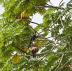 049 ENTOMO 01 Mikongo Oiseau 021 Aves Musophagiformes Musophagidae Touraco Geant Corythaeola cristata 19E5K3IMG_190809151444_DxOwtmk 150k.jpg