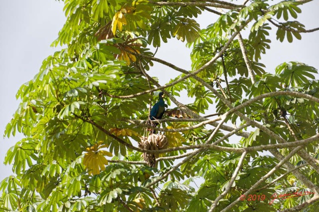 051 ENTOMO 01 Mikongo Oiseau 021 Aves Musophagiformes Musophagidae Touraco Geant Corythaeola cristata 19E5K3IMG_190809151449_DxOwtmk 150k.jpg