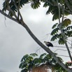 059 ENTOMO 01 Mikongo Oiseau 022 Aves Accipitriformes Accipitridae Palmiste Africain Gypohierax angolensis 19E5K3IMG_190810151518_DxOwtmk 150k.jpg