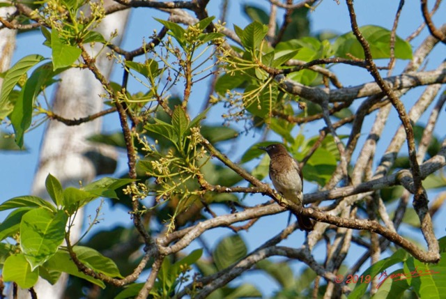 060 ENTOMO 01 Mikongo Oiseau 023 Aves Passeriformes Pycnonotidae Bulbul des Jardins Pycnonotus barbatus 19E5K3IMG_190811151540_DxOwtmk 150k.jpg