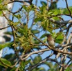 060 ENTOMO 01 Mikongo Oiseau 023 Aves Passeriformes Pycnonotidae Bulbul des Jardins Pycnonotus barbatus 19E5K3IMG_190811151540_DxOwtmk 150k.jpg