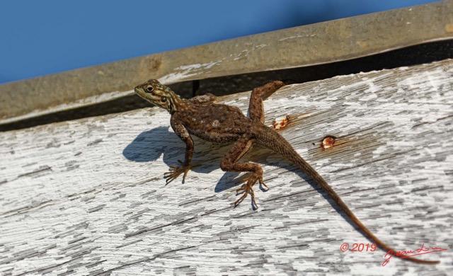 063 ENTOMO 01 Mikongo Reptilia 045 Squamata Agamidae Agama agama F 19E5K3IMG_190811151537_DxOwtmk 150k.jpg