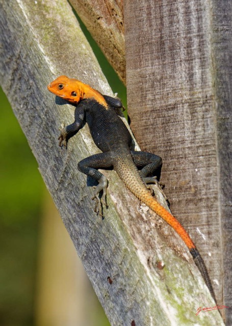 064 ENTOMO 01 Mikongo Reptilia 046 Squamata Agamidae Agama agama M 19E5K3IMG_190811151550_DxOwtmk 150k.jpg