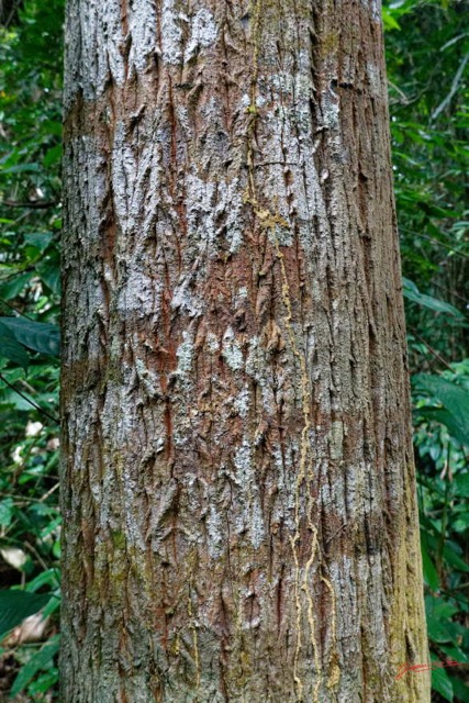 004 ENTOMO 01 Mikongo Arbre 067 Magnoliopsida Magnoliales Annonaceae Okala Xylopia aethiopica 19RX106DSC_1908061000695_DxOwtmk 150k.jpg