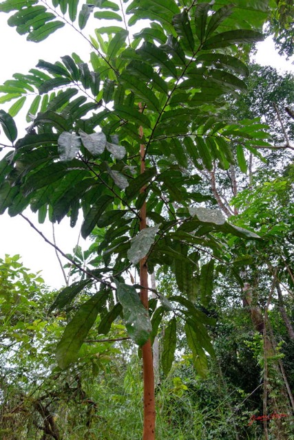 018 ENTOMO 01 Mikongo Arbre 096 Magnoliopsida Malpighiales Passifloraceae Barteria fistulosa 19RX106RecDSC_1907311000312_DxOwtmk 150k.jpg