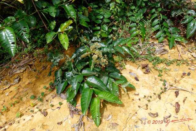 023 ENTOMO 01 Mikongo Arbre 100 Rosides Malpighiales Hypericaceae Harungana madagascariensis 19RX106DSC_1908071000763_DxOwtmk 150k.jpg