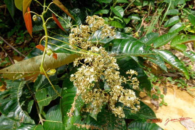 024 ENTOMO 01 Mikongo Arbre 100 Rosides Malpighiales Hypericaceae Harungana madagascariensis 19RX106DSC_1908071000764_DxOwtmk 150k.jpg