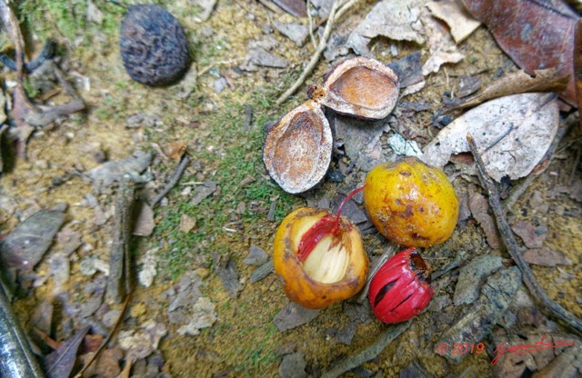 025 ENTOMO 01 Mikongo Arbre 101 Magnoliopsida Magnoliales Myristicaceae Ilomba Pycnanthus angolensis Fruit 19RX106DSC_1908081000811_DxOwtmk 150k.jpg