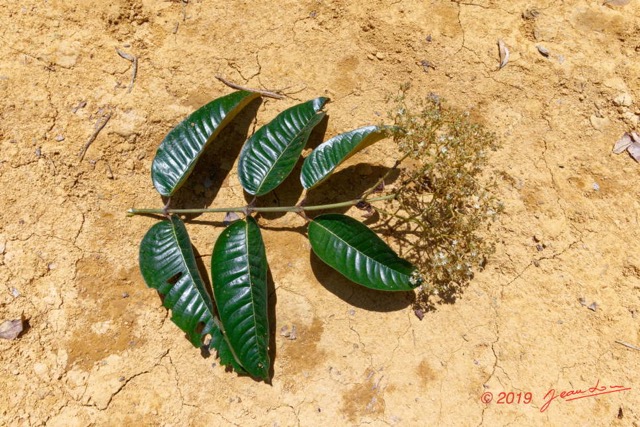 027 ENTOMO 01 Mikongo Arbre 102 Rosides Malpighiales Hypericaceae Harungana madagascariensis 19RX106DSC_1908101000958_DxOwtmk 150k.jpg