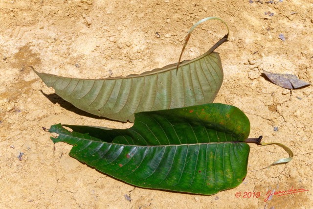 029 ENTOMO 01 Mikongo Arbre 102 Rosides Malpighiales Hypericaceae Harungana madagascariensis 19RX106DSC_1908101000960_DxOwtmk 150k.jpg