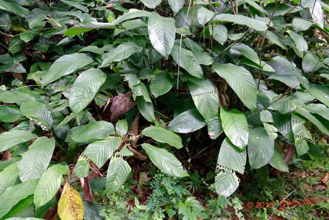 036 ENTOMO 01 Mikongo Foret et Plante Marantacee avec Feuilles Mangees par des Chenilles 19RX106DSC_1908031000484_DxOwtmk 150k.jpg