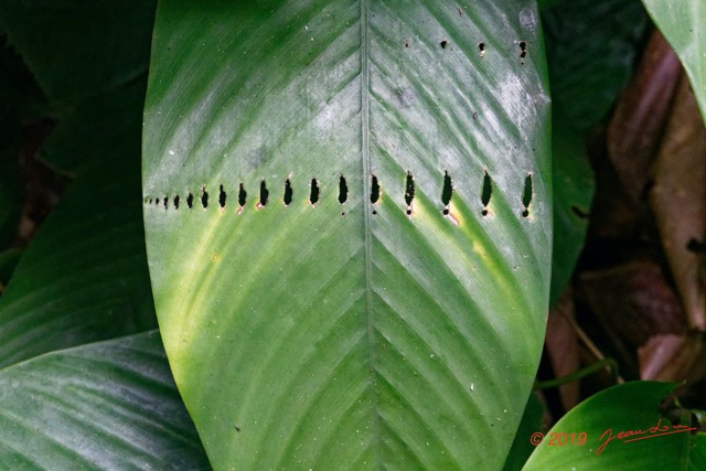 038 ENTOMO 01 Mikongo Foret et Plante Marantacee avec Feuilles Mangees par des Chenilles 19RX106DSC_1908031000486_DxOwtmk 150k.jpg