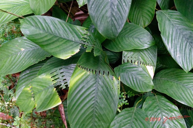 040 ENTOMO 01 Mikongo Foret et Plante Marantacee avec Feuilles Mangees par des Chenilles 19RX106DSC_1908031000490_DxOwtmk 150k.jpg