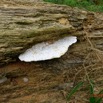 055 ENTOMO 01 Mikongo Foret Fungi 015 Champignon 19RX106RecDSC_1907301000238_DxOwtmk 150k.jpg