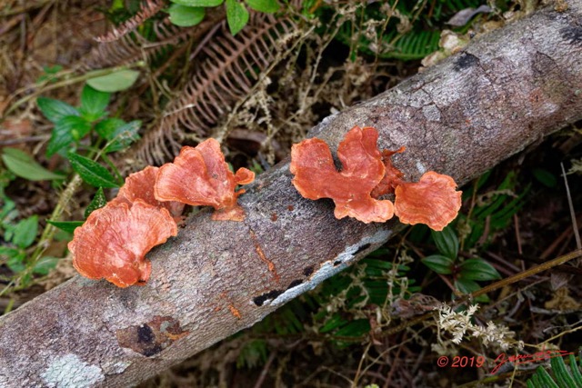 070 ENTOMO 01 Mikongo Fungi 010 Champignons 19RX106DSC_1908031000464_DxOwtmk 150k.jpg