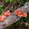 070 ENTOMO 01 Mikongo Fungi 010 Champignons 19RX106DSC_1908031000464_DxOwtmk 150k.jpg