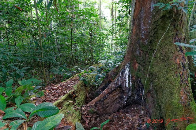 074 ENTOMO 01 Mikongo la Foret Arbre Okoume Racines et Resine pour Torche 19RX106DSC_1908091000854_DxOwtmk 150k.jpg