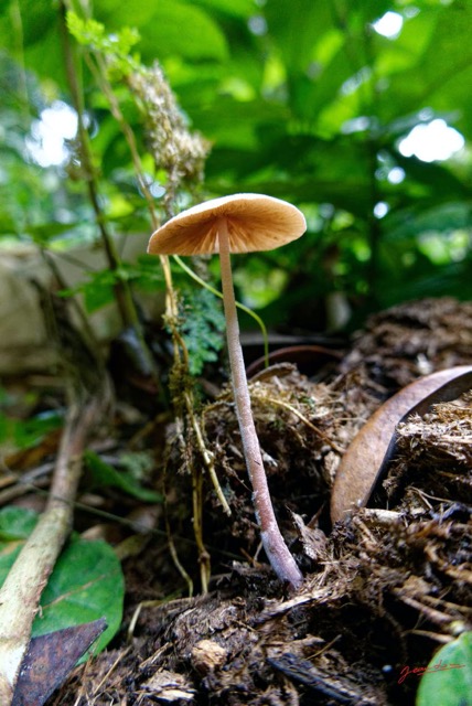 076 ENTOMO 01 Mikongo la Foret Fungi 016 Champignon 19RX106RecDSC_1908021000436_DxOwtmk 150k.jpg