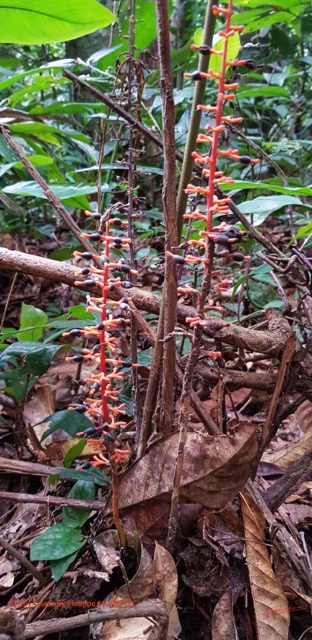 080 Entomo 01 Mikongo Plante 043 Liliopsida Zingiberales Zingiberaceae Renealmia sp Possible 19GalaxyS8PhMoIMG_20190802_115808_DxOwtmk 150k.jpg