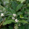 083 ENTOMO 01 Mikongo Plante 045 Non Identifiee 19E80DIMG_190802141941_DxOwtmk 150k.jpg