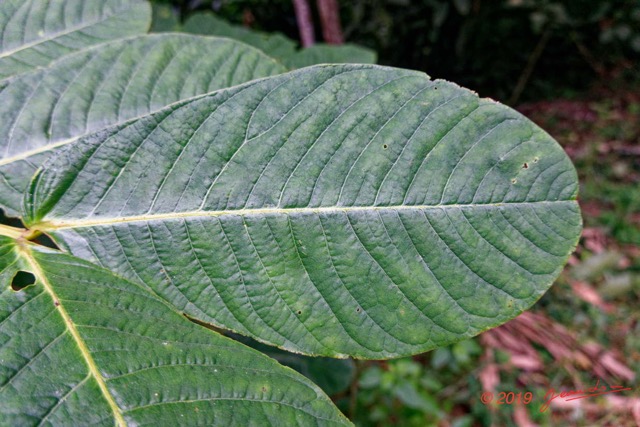 089 ENTOMO 01 Mikongo Plante 047 Magnoliopsida Fabales Caesalpiniaceae Dartrier Senna alata Feuille 19RX106DSC_1908031000517_DxOwtmk 150k.jpg