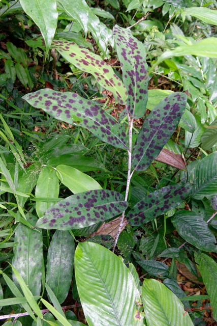 094 ENTOMO 01 Mikongo Plante 053 Liliopsida Zingiberales Zingiberaceae Aframomum avec Moisissures 19RX106RecDSC_1908011000317_DxOwtmk 150k.jpg