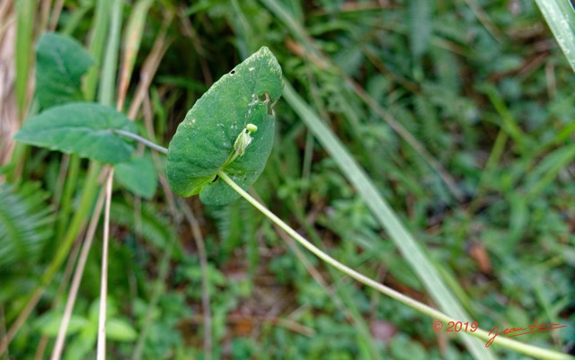 105 ENTOMO 01 Mikongo Plante 055 Magnoliopsida Asterales Asteraceae Emilia lisowskiana Possible 19RX106DSC_1908041000602_DxOwtmk 150k.jpg