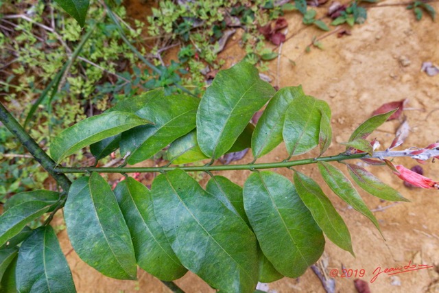 127 ENTOMO 01 Mikongo Plante 057 Magnoliopsida Myrtales Combretaceae Combretum platypterum 19RX106DSC_1908061000670_DxOwtmk 150k.jpg