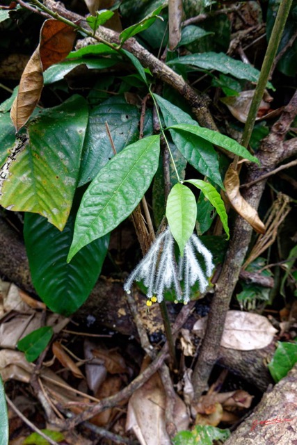 146 ENTOMO 01 Mikongo Plante 061 Asterida Lamiales Lamiaceae Clerodendrum leucobotrys 19RX106DSC_1908081000818_DxOwtmk 150k.jpg