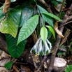 146 ENTOMO 01 Mikongo Plante 061 Asterida Lamiales Lamiaceae Clerodendrum leucobotrys 19RX106DSC_1908081000818_DxOwtmk 150k.jpg