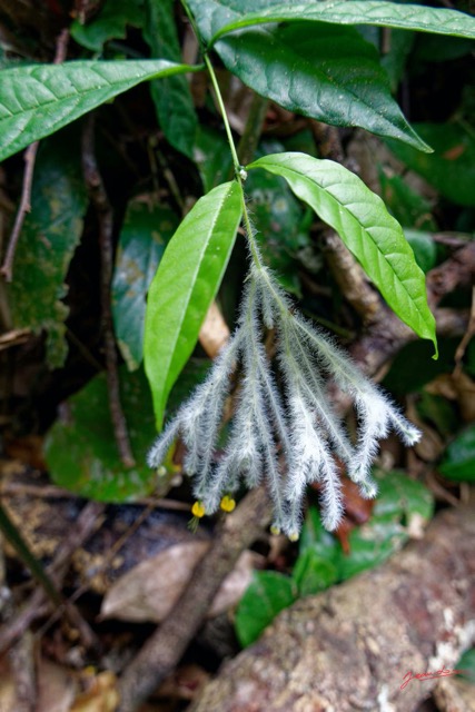 148 ENTOMO 01 Mikongo Plante 061 Asterida Lamiales Lamiaceae Clerodendrum leucobotrys 19RX106DSC_1908081000820_DxOwtmk 150k.jpg